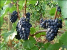 Grappe de raisin - pinot noir